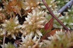 Sphagnum perichaetiale