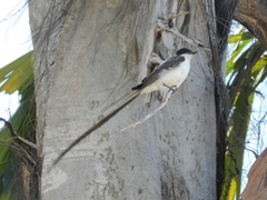 Tyrannus savana