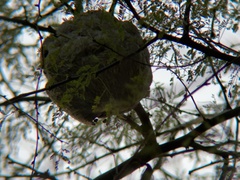 Brachygastra mellifica