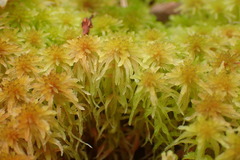 Sphagnum perichaetiale