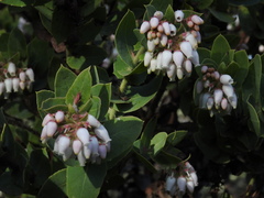 Arctostaphylos pallida