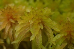 Sphagnum perichaetiale