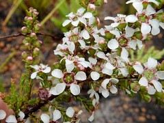 Leptospermum liversidgei