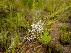 Leptospermum liversidgei