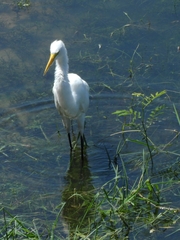 Ardea alba