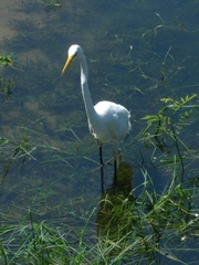 Ardea alba