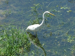 Ardea alba
