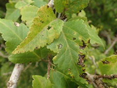 Puccinia plagianthi