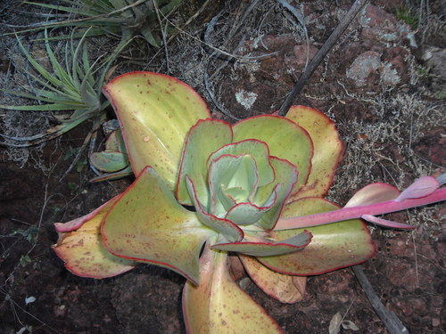 Echeveria gigantea