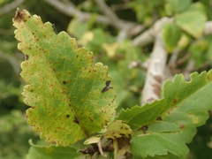 Puccinia plagianthi