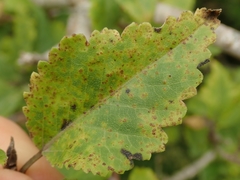 Puccinia plagianthi