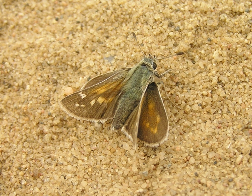 Plains Branded Skipper
