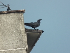 Corvus corax kamtschaticus