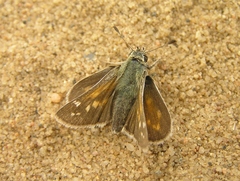 Hesperia assiniboia