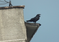 Corvus corax kamtschaticus