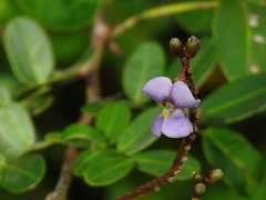 Machaerium lunatum
