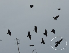 Corvus corax kamtschaticus