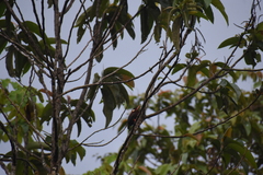 Galbalcyrhynchus leucotis