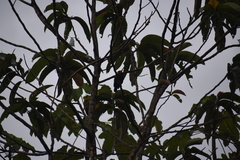 Galbalcyrhynchus leucotis