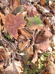 Tiarella stolonifera