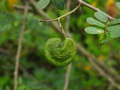 Machaerium lunatum