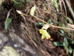 Corylopsis pauciflora