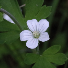 Geranium neglectum