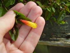 Justicia floribunda