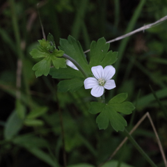 Geranium neglectum
