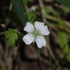 Geranium neglectum