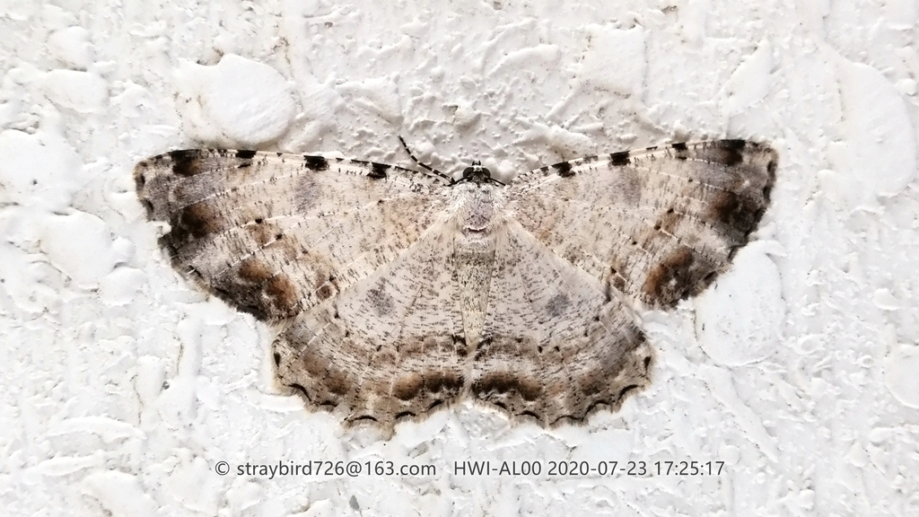 Chorodna subpicaria