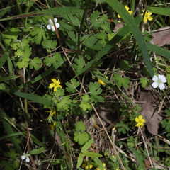 Geranium neglectum