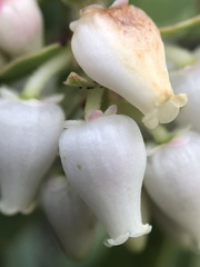 Arctostaphylos pallida
