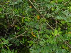 Machaerium lunatum