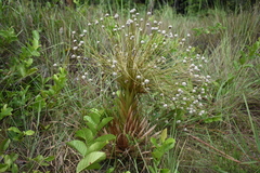 Paepalanthus chiquitensis
