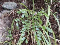 Indigofera venulosa