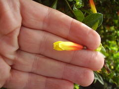 Justicia floribunda