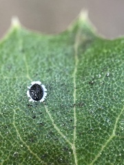 Tetraleurodes perileuca