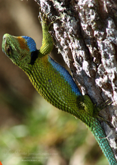 Sceloporus hondurensis