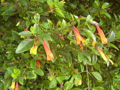 Justicia floribunda