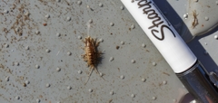Synidotea laticauda