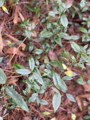 Alyxia taiwanensis