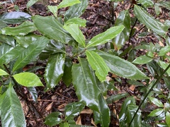 Helicia rengetiensis