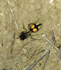 Hoplomutilla spinosa