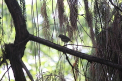 Haemorhous purpureus californicus