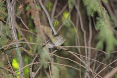 Haemorhous purpureus californicus