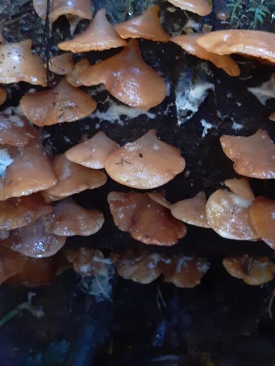 Auricularia delicata · January 2020 · photo: © mechas (iNaturalist, cc-by-sa)