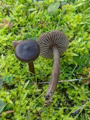 Nolanea edulis concentrica