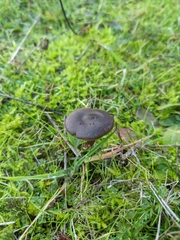 Nolanea edulis concentrica