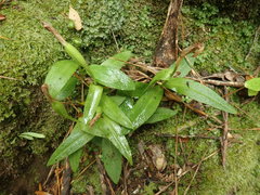 Pterostylis silvicultrix